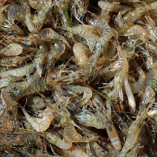 Prawns
