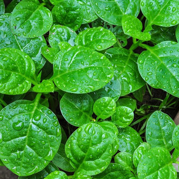 Chopped spinach