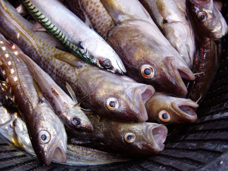 Fish and seafood